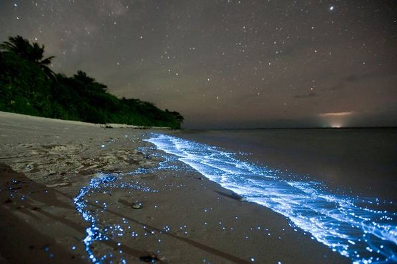 bioluminiscencia playa